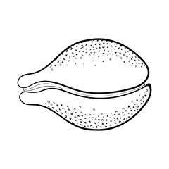 Sea shell pearl line art. Summer time beach shell. Vector hand drawn seashell. Nature ocean sketch mollusk. Water marine exotic animal, Scallop underwater tropical cockleshell.