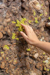 Eco concept woman touches green moss on the rocks with her hand. Vertical image.