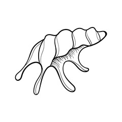 Sea shell pearl line art. Summer time beach shell. Vector hand drawn seashell. Nature ocean sketch mollusk. Water marine exotic animal, Scallop underwater tropical cockleshell.