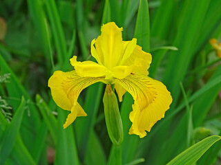 One yellow iris flower among the green foliage