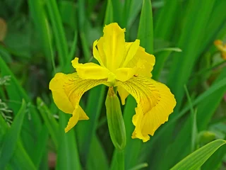 Tuinposter One yellow iris flower among the green foliage © zooly