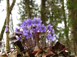 Close up of a group of blue colored common hepatica (Anemone hepatica) flowers
