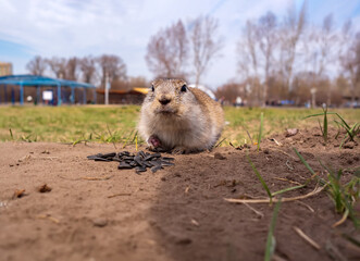 Gopher is eating sunflower seeds on the lawn. Close-up. Portrait of an animal.