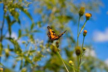 butterfly on flower
