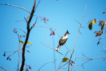 Red - whiskered Bulbul