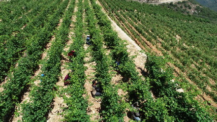 Harvest time in the vineyard. Best types of wine. Syrah, Cabernet franc, Cabernet Sauvignon and Merlot. Summer season. Vineyard walk. Lebanese wine in progress. Family business in the mountain