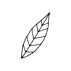 Leaf from a tree. Summer. Plant. Vector hand-drawn doodle illustration. Silhouette. Black and white outline. Coloring.