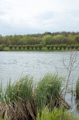 Green grass near the shore of the lake against a blurred background of trees on the opposite shore.