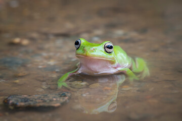 frog in the water