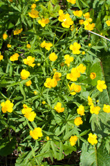 Background, texture. Early spring, small yellow flowers.