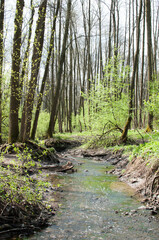 Panoramic view of a small stream in the city park. Early spring.