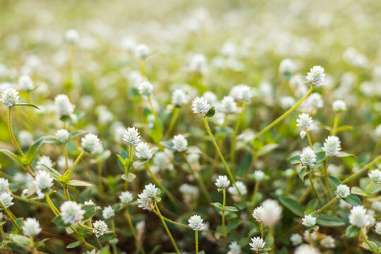 Gomphrena weed flower background, Wild globe everlasting.