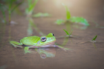 frog in the water