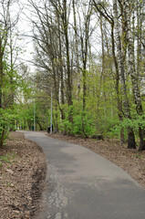Fototapeta na wymiar Asphalt alley of the park on a spring day. Panoramic view. Young foliage on the trees.