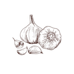 Hand drawn garlic. Vector illustration isolated on white background.