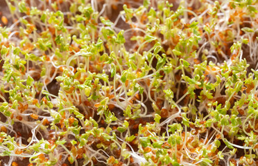 Microgreens. Young sprouts of watercress salad. Growing micro greens at home. Germinated seeds background close up.
