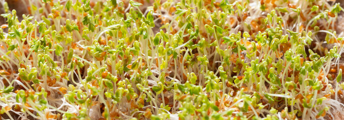 Young growth of cress seeds micro greens. Microgreen closeup. Banner. The concept of healthy and vegetarian food.