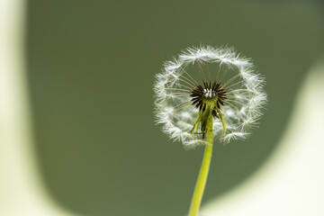 Pusteblume, Hintergrund gelb/grün, close up