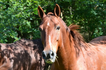 Fototapeta premium Caballo pampeano 