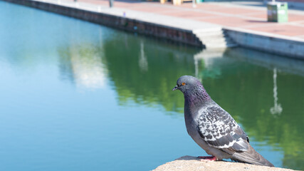 Close-up of a pigeon. On the background the water of a canal of Navigli neighborhood, Milan, Italy.