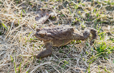 A large common water toad crawls on the grass. A freshwater animal of the amphibian type.