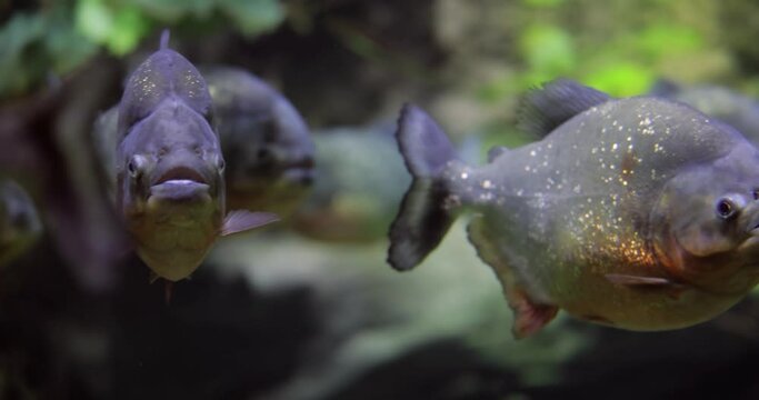 Piranha - Colossoma macropomum