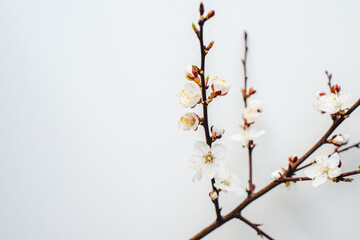 cherry branches on a white background, cherry blossoms, cherry flowers on a white background 