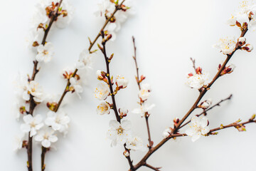 cherry branches on a white background, cherry blossoms, cherry flowers on a white background 