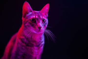 Portrait of domestic short haired cat looking at away illuminated with blue and pink color lights against black background