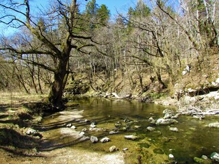 Rak creek in Rakov skocjan in Notranjska, Slovenia flowing through a forest in spring