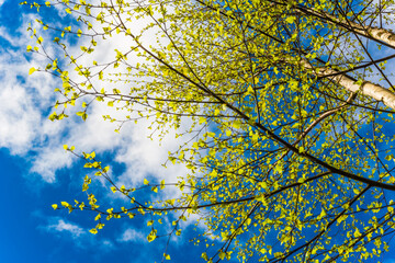 Crown of a burgeoning birch. View of the top of the birch tree in the sunlight from the ground level