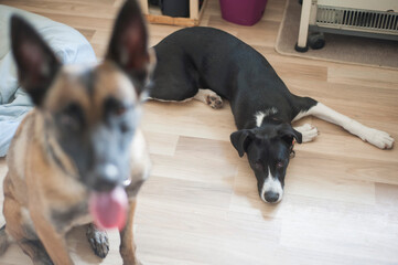 Malinois dog, belgian sheperd two dogs at home