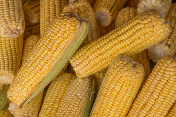 Espigas de milho prontas para consumo. 