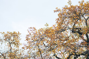 Autumn leaves on trees mountains travel landscape nature
