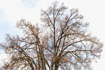 tree against the background of the sky, branches against the background of the sky 