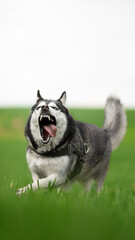 siberian husky dog running across the green field