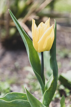 bladożółty tulipan w ogrodzie