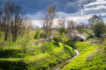 zieleniejące się krzewy i drzewa na wiosnę © Henryk Niestrój
