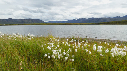 Permafrost lake in Yukon tundra, thermokarst lake, also called thaw depression, formed by thawing...