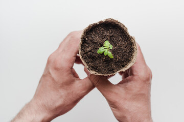 seedlings in a peat pot, tomato shoot 