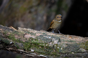 Rufous - bellied Niltava