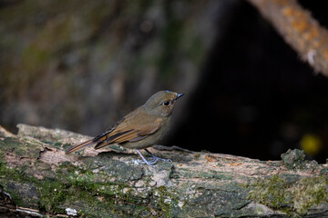 Rufous - bellied Niltava