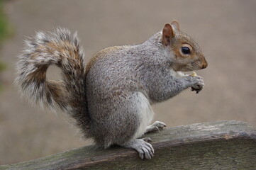 Naklejka na ściany i meble A squirrel on a bench in St. James's Park, London (UK)