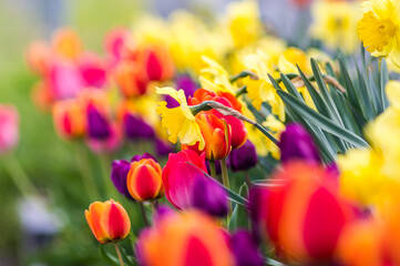kolorowa rabata kwiatowa w ogrodzie - obrazy, fototapety, plakaty