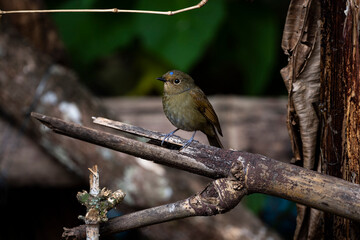 Rufous - bellied Niltava