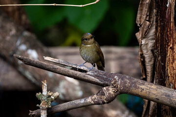 Rufous - bellied Niltava