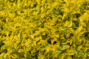 ligustr aureum krzew o żółto-zielonych listkach - obrazy, fototapety, plakaty