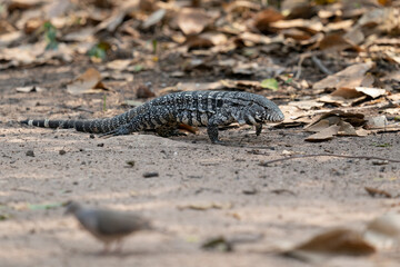 The Argentine black and white tegu (Salvator merianae)