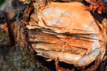 close up of tree trunk