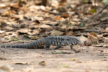 The Argentine black and white tegu (Salvator merianae)